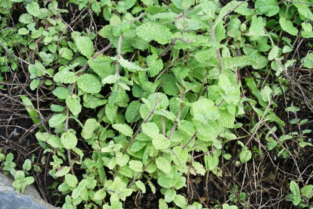 Yerba Buena Tablet, UP Manila’s Breakthrough in Natural Pain Management ...